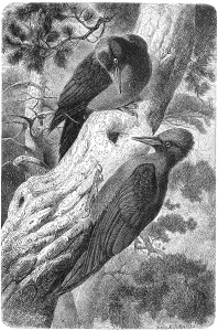Bird, Black woodpecker (Dryocopus martius)
