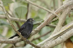 Bird, blackbird, Chupim, maria-black