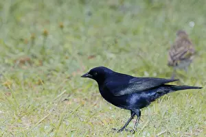 Bird, blackbird, Chupim, maria-black