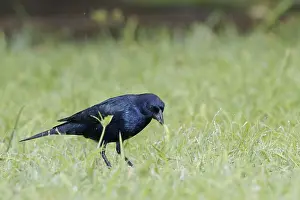 Bird, blackbird, Chupim, maria-black
