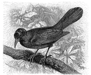 Bird, Boattail, common grackle (Quiscalus quiscula) is a bird of the Staerlinge family