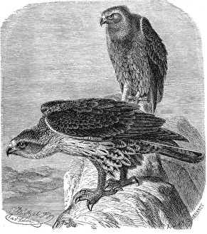 Bird, Bonellis Eagle (Aquila fasciata)