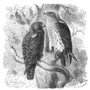 Bird, Booted Eagle (Hieraaetus pennatus) (Aquila)