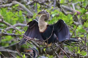 Bird on a branch with blurred green backdrop