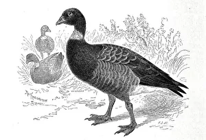 Bird, brant goose (Branta bernicla)