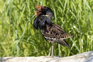 A bird with brown and black feathers stands on a stone in the meadow