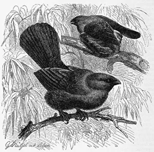 Bird, Bullfinch, Greyling, Brachyprorus cinereus