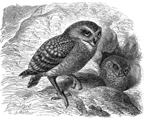 Bird, Burrowing Owl (Athene cunicularia)