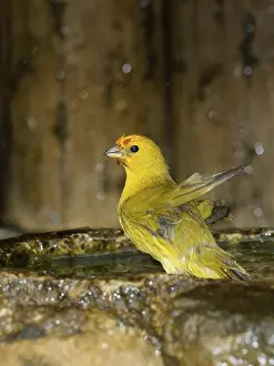 Bird, canario-da-terra, Ilha do Mel