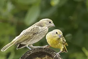 Bird, canario-da-terra, Ilha do Mel