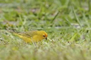 Bird, canario-da-terra, Ilha do Mel