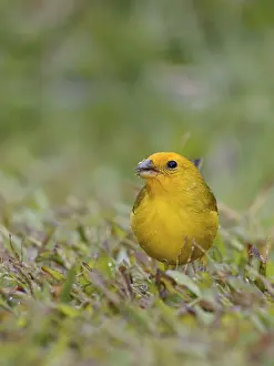 Bird, canario-da-terra, Ilha do Mel