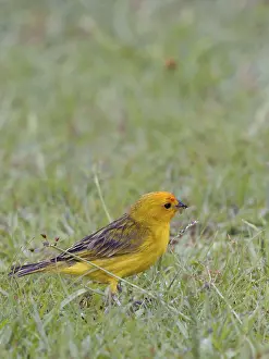 Bird, canario-da-terra, Ilha do Mel