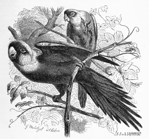 Bird, Carolina Parakeet, Conuropsis carolinensi