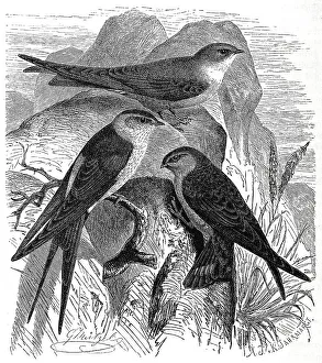 Bird, Cave Swallow (Ptyonoprogne rupestris)