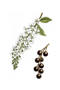 Bird Cherry, Hackberry (Prunus padus)