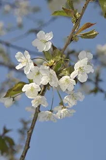 Bird cherry (Prunus avium)