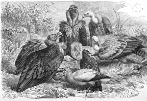 Bird, Cinereous vulture (Aegypius monachus) or cowbird