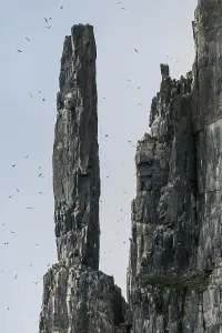 Bird cliff Alkefjellet, Svalbard