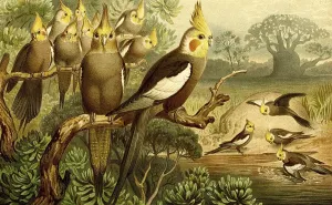 Bird, Cockatiel (Nymphicus hollandicus)