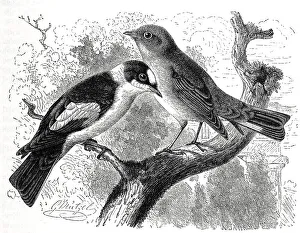 Bird, Collared Flycatcher, Muscicapa collaris and Pygmy Flycatcher