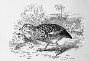 Bird, Common common buttonquail (Turnix sylvatica)