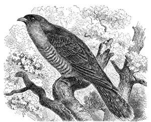 Bird, common cuckoo (Cuculus canorus) belongs to the order of Cuckoo Birds