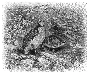Bird, common quail (Coturnix coturnix)