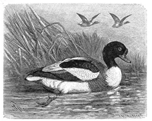 Bird, common shelduck (Tadorna tadorna)