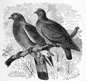 Bird, common wood pigeon (Columba palumbus)