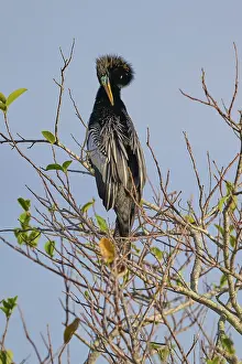 Bird with conspicuous feathered head sitting on a bare branch