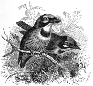 Bird, coppersmith barbet (Megalaima haemacephala)