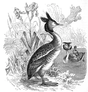 Bird, Crested Grebe, Colymbus cristatus