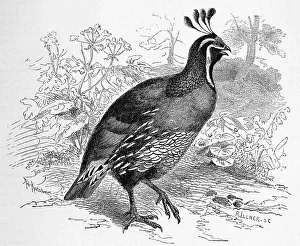 Bird, Crested Quail, also called california quail (Callipepla californica)