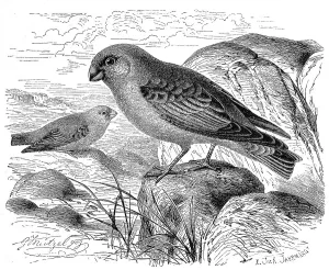 Bird, Desert Bullfinch or trumpeter finch (Bucanetes githagineus)