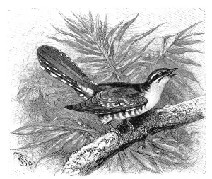 Bird, diederik cuckoo (Chrysococcyx caprius)