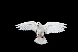 Bird, dove, isolated, black background