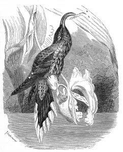 Bird, Eagle-billed or White-throated Sicklebill (Eutoxeres aquila)