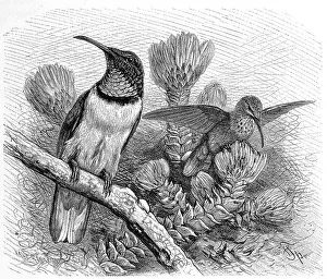 Bird, Ecuador Andean Hummingbird (Oreotrochilus chimborazo)