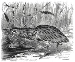 Bird, eurasian bittern (Botaurus stellaris)