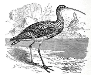 Bird, eurasian curlew (Numenius arquata)