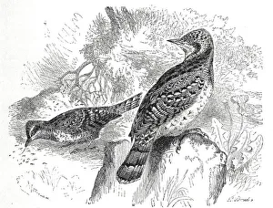 Bird, eurasian wryneck (Jynx torquilla) is the only European representative of the genus Jynx
