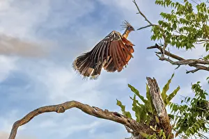 A bird with a feathered cap flies off a branch against a blue sky