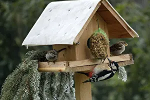 Bird feeder with great spotted woodpecker and two sparrows
