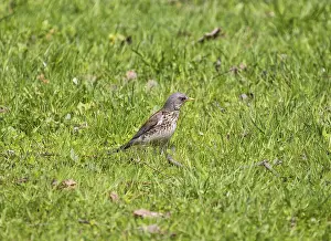 Bird fieldfare (turdus pilaris) on the green grass