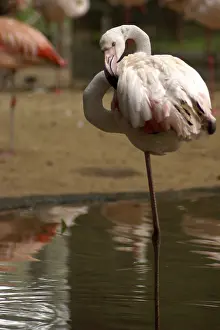 Bird, Flamingo, OiseauxFoz, Foz Iguacu