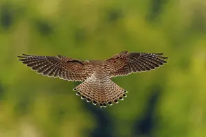 A bird in flight with outstretched wings