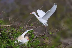 One bird in flight, the other on the branches