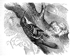 Bird, Garden treecreeper (Certhia brachydactyla)