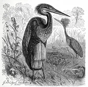 Bird, Giant heron Ardea nobilis